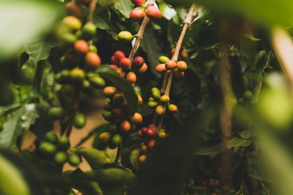 Comment organiser une visite des plantations de café en Colombie ?